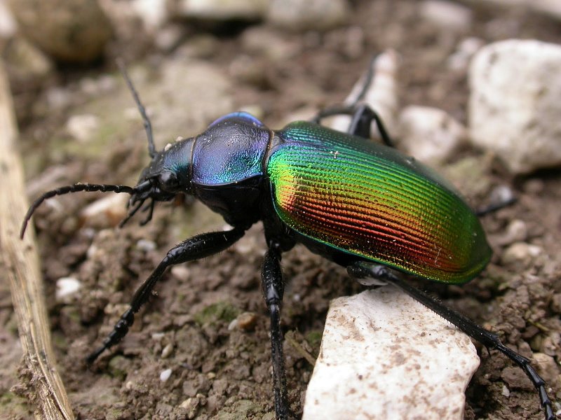 Mythically rare and painfully beautiful